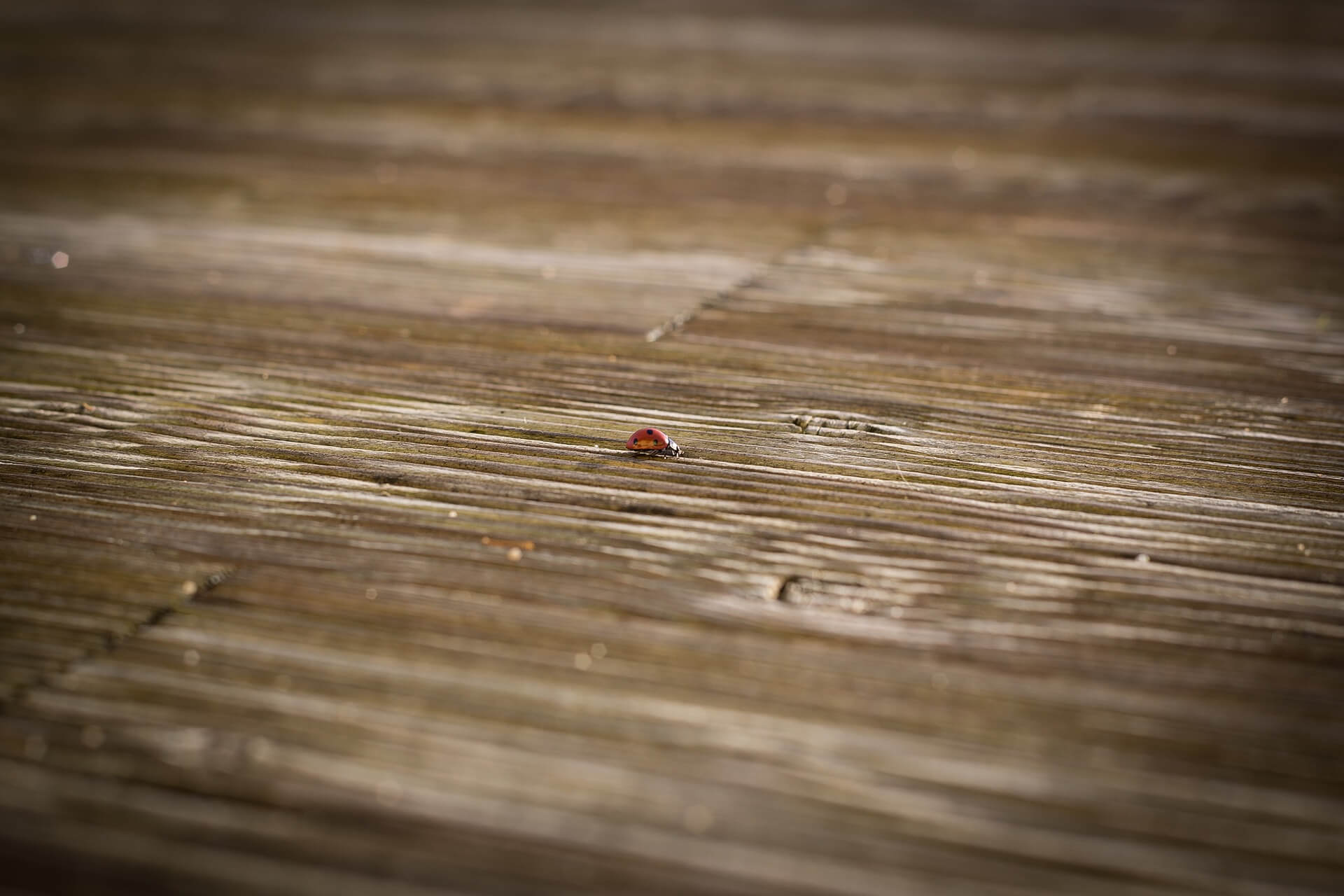 Pose de terrasse en bois à Gauré